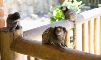 Imagem 2: Chácara em Campinas/Valinhos (divisa