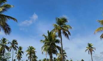 Imagem 6: Vende-se Terreno em São José da Coroa Grande