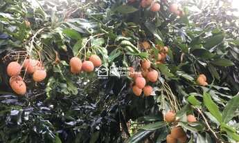 Imagem 5: Sítio à venda em Iguape, Guarapari