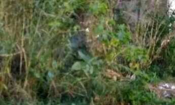 Imagem 7: Terreno com Belas Árvores e Riacho Prox R Theodor Makiolka