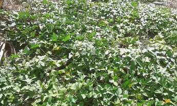 Imagem 4: TERRENO - CIDADE JARDIM