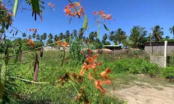 Imagem: No Paraíso de Tatuamunha tem umTerreno
