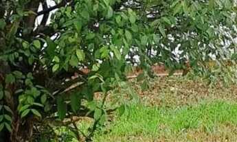 Imagem 4: Casa para venda em Parque São Domingos com 2 quartos , 124m²