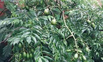 Imagem 2: Vende se mini chácara