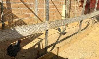 Imagem 7: Sitio 1.000m² todo murado, casa com vista na frente, Jaboticatubas