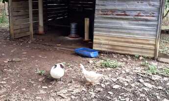 Imagem 3: Chacara de Lazer com 9.000 Mt2 Beira Rio Anicuns - Go