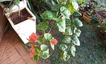 Imagem 3: Alugo casa para dividir