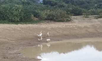 Imagem 5: Terreno com 20 tarefas de área à venda depois do Lameiro na Cidade do Crato