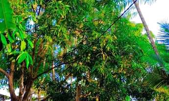 Imagem 4: SÍTIO A VENDA , LOCALIZADO NO AQUILES VILA EMBRATEL