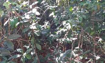 Imagem 2: Trancoso - Estrada dos Macacos