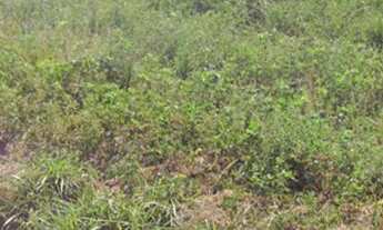 Imagem 3: Vende-se 3 terrenos de esquina , no loteamento Estância Feliz II