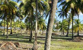 Imagem 7: TERRENO PÉ NA AREIA - FRENTE MAR