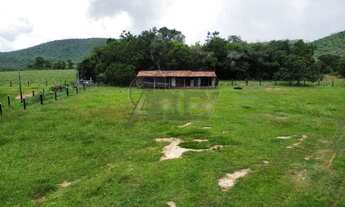 Imagem 5: Fazenda à Venda - 294 Alqueires Tocantins, na divisa com Goiás