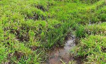 Imagem 4: Terezópolis de Goiás - Chácara