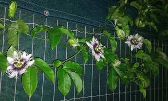 Imagem 2: Ótima casa ,2 dormitórios e piscina,garopaba sc