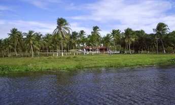 Imagem 6: Chácara com produção de cocos anão