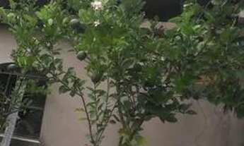 Imagem 3: Sitio com 4.500m2