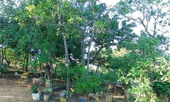 Imagem 3: Chácara 2.700 M².. Variedades Plantas Frutíferas...Pouca estrada de Chão 89.900.00