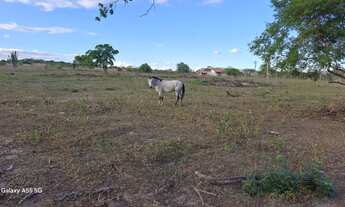 Imagem 5: Excelente área para sitio de 21. 5 t entre Anguera e Bonfim de Feira