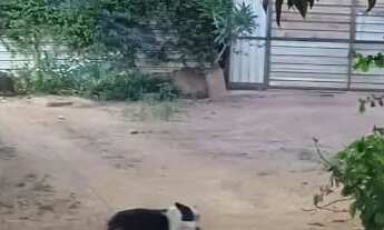 Imagem 2: Chácara Sitio Roça - Fercal Sobradinho-Df