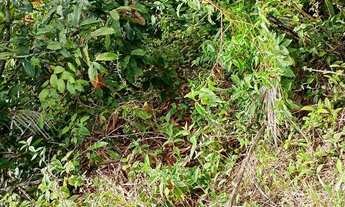 Imagem 6: Vende-se terreno área Rural