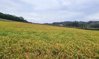 Imagem 2: Chacara com 30.000m² em Campo Magro Ideal para Plantio ou Lazer