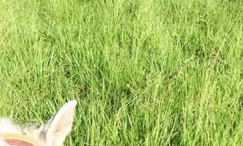 Imagem 3: Fazenda de 100 alqueires em Araguapaz-GO