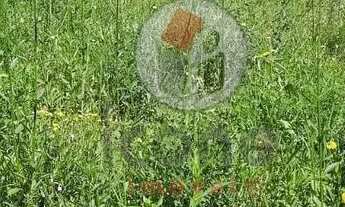 Imagem 6: Terreno em Pinhais no Weissópolis