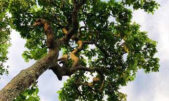 Imagem 7: Bela Vista de Goiás - Conjunto Comercial/Sala - Zona Rural