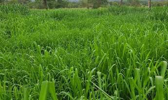 Imagem 5: Sítio 29 hectares ponto setenta municipio de formosa go