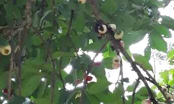 Imagem 6: Sitio com 4.500m2