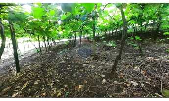 Imagem 4: Área Rural em Garibaldi: Chácara à Venda