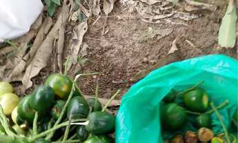 Imagem 5: Sitio a venda Chácara com venda por R$150.000