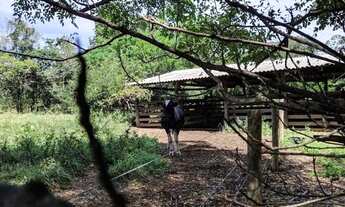 Imagem 2: Chácara de 5 alqueires e 8 litros