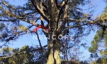 Imagem 3: Lote em Est Bracatinga - Contendas - São Francisco de Paula/RS