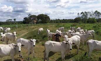 Imagem 4: Fazenda em Gurupi Tocantis