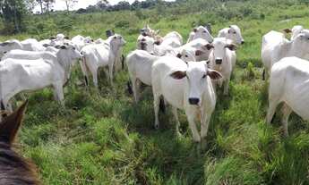 Imagem: Fazenda em Gurupi Tocantis