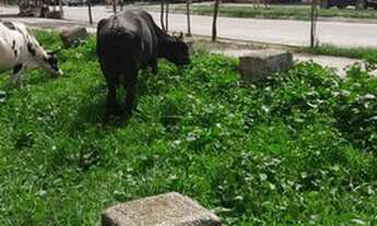 Imagem 5: Aluga se Apartamento com 2 dormitórios