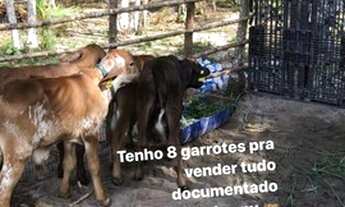 Imagem 4: Sitio proximo a barreira km2