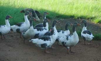 Imagem 7: Sítio em Conchal