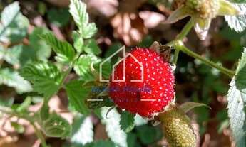 Imagem 3: Sítio à venda, Estrada do Pinhal Novo em Lorena, com uma área de 19,7 Hectares