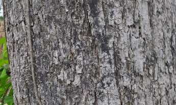 Imagem 3: Sítio 29 hectares ponto setenta municipio de formosa go