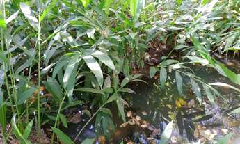 Imagem 6: Chacara no varjão com agua no meio da terra 55 km d Goiânia chacaras de 3 hectares energia