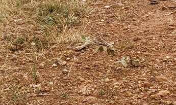 Imagem 4: Vendo lote 200mt o