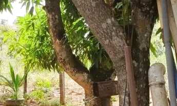 Imagem 4: Vendo ótima chácara no núcleo rural cariru no Paranoá DF