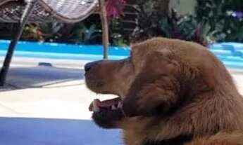 Imagem 4: Pousada para Venda em Garopaba, Grama, 7 dormitórios, 7 suítes, 7 banheiros, 4 vagas