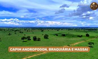 Imagem 5: FAZENDA PLANA GADO SOJA MILHO ALTO PADRÃO