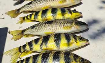 Imagem: Quer sua Chacara Beira Rio 20.000 metros