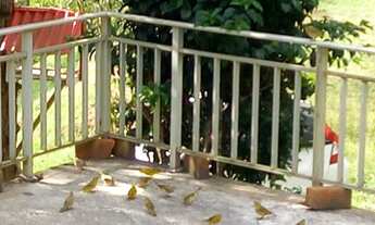 Imagem 6: Sitio para venda tem 5000 metros quadrados com 2 quartos em - Marechal Floriano - Espírit