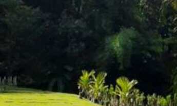 Imagem 5: Sitio com pomar e localização excelente